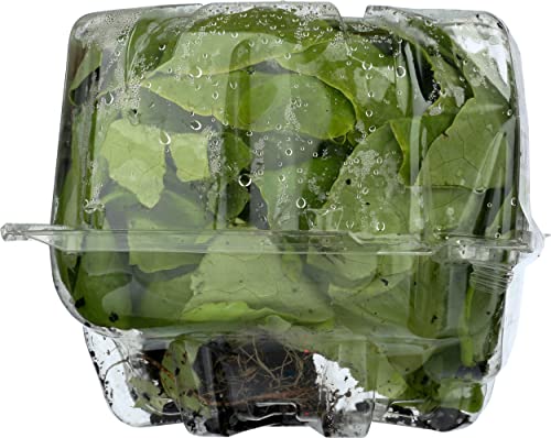 Organic Butter Lettuce, 6 Oz