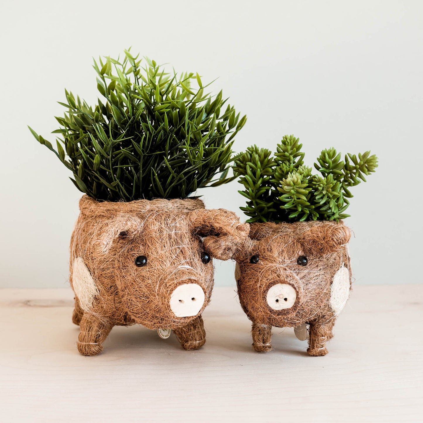 Pig Planter - Coco Coir Pots| LIKHÂ
