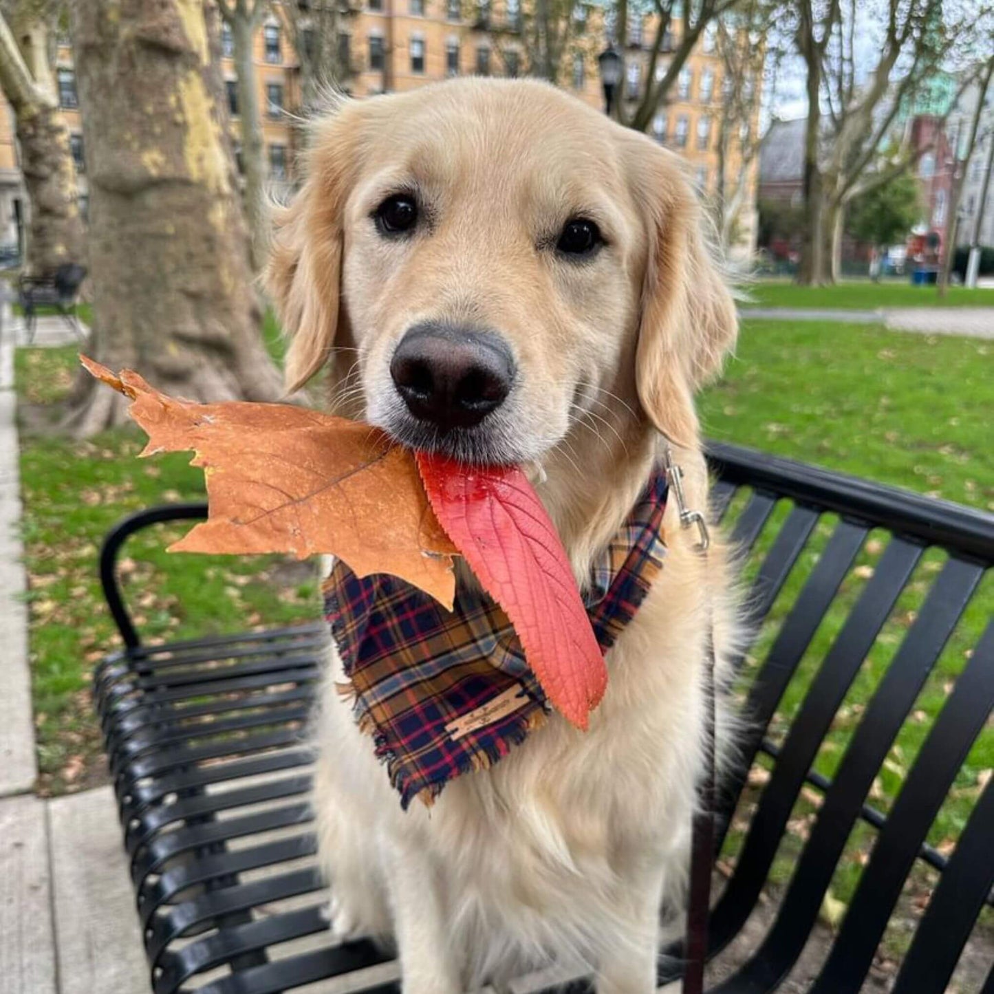 Navy Heritage Plaid Bandana