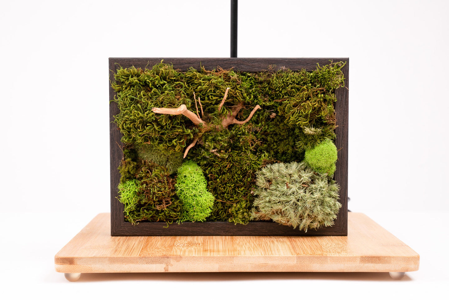 Nature's Canvas Moss Wall