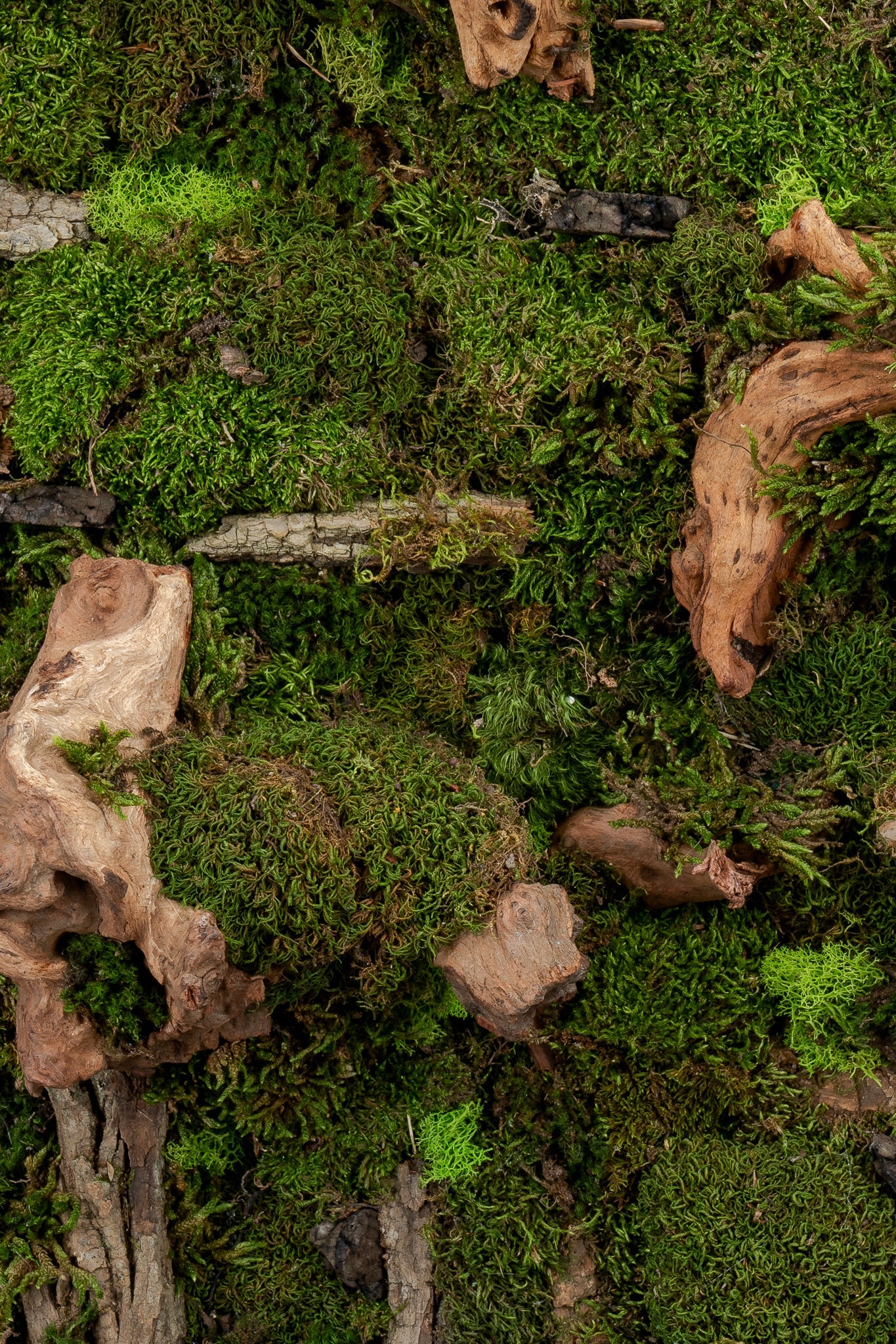 Pandora Moss Wall
