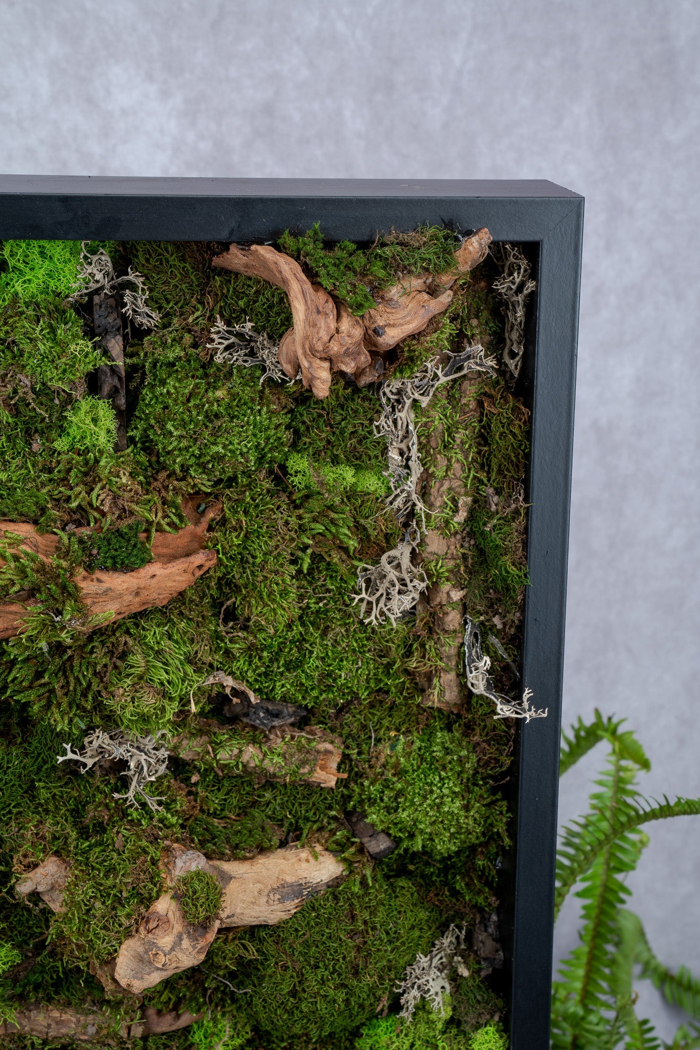 Pandora Moss Wall